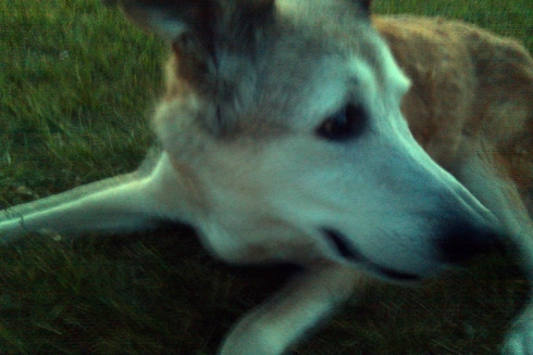 Hutch (RIP) May 2011